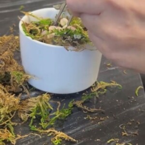 Angela using tweezers to rearrange the placement of her succulents